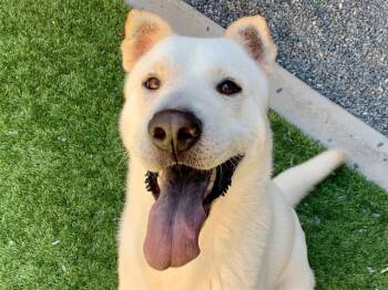 URGENT SAVE ME PLEASE Ariel A551354 -  Shar Pei Dog for Adoption in San Marcos, California - URGENT SAVE ME PLEASE Ariel A551354 | PetCurious