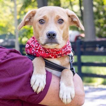 Peanut (Male) Avail 9/26 -  Yellow Labrador Retriever and Beagle Dog for Adoption in West Grove, Pennsylvania - Peanut (Male) Avail 9/26 | PetCurious
