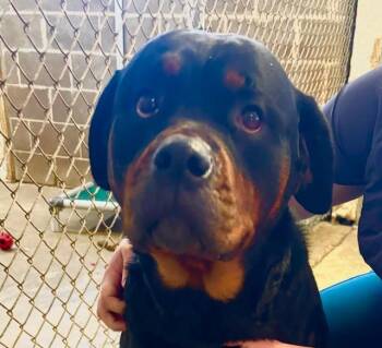 Rottweiler Dogs Available for Adoption in Princeton, Indiana - Buster | PetCurious