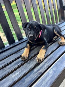 Rottweiler Dogs Available for Adoption in Lodi, California - Mia | PetCurious