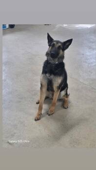 Jonah -  German Shepherd Dog Dog for Adoption in Oriskany, New York - Jonah | PetCurious