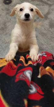 Lucy -  Mixed Breed Dog for Adoption in Henderson, North Carolina - Lucy | PetCurious