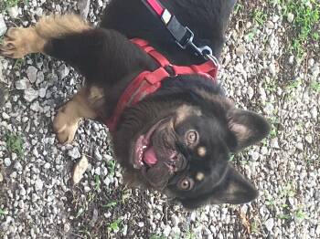 george -  French Bulldog Dog for Adoption in Smithville, Missouri - George | PetCurious