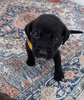 RUFFLES -  Labrador Retriever and Poodle Dog for Adoption in Gilberts, Illinois - RUFFLES | PetCurious