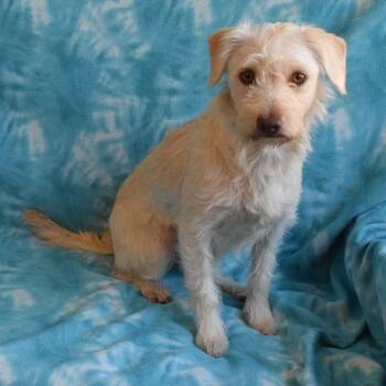 Bell -  Terrier and Mixed Breed Dog for Adoption in Eureka, California - Bell | PetCurious