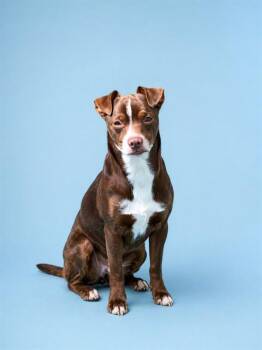 Chihuahua and Mixed Breed Dogs Available for Adoption in Westminster, Maryland - QUINN | PetCurious