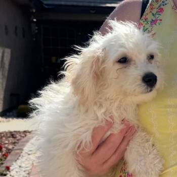 Casey Spring AB NV -  Maltese and Poodle Dog for Adoption in Las Vegas, Nevada - Casey Spring AB NV | PetCurious