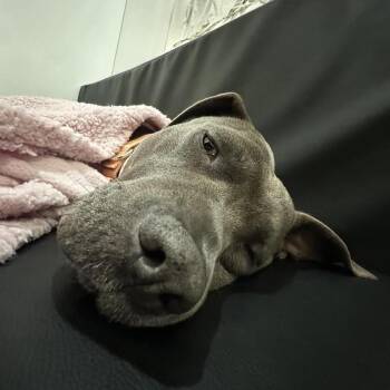Malia -  American Staffordshire Terrier and Mixed Breed Dog for Adoption in New York, New York - Malia | PetCurious