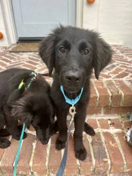 Rescue Labrador Retriever Dogs for Adoption in Broomfield, Colorado - Wiercioch / Jelly / Chandler | PetCurious