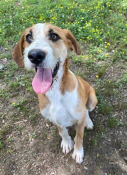 Terrier Dogs Available for Adoption in Little Rock, Arkansas - Basmati | PetCurious