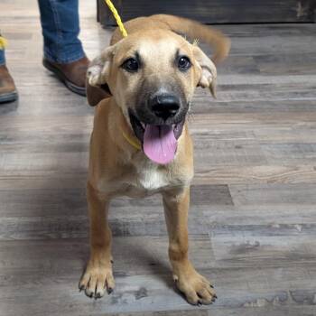 Setlist -  Yellow Labrador Retriever and Hound Dog for Adoption in Buchanan Dam, Texas - Setlist | PetCurious