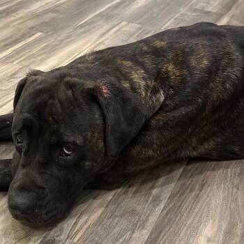 Jitterbug -  Mastiff Dog for Adoption in Muncie, Indiana - Jitterbug | PetCurious
