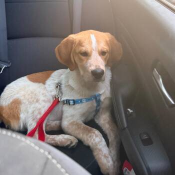 Rye -  Bluetick Coonhound and Great Pyrenees Dog for Adoption in Charlottesville, Virginia - Rye | PetCurious