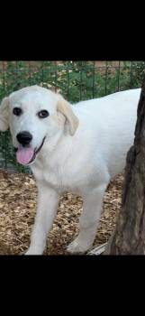 Rhodes -  Golden Retriever and Great Pyrenees Dog for Adoption - Rhodes | PetCurious
