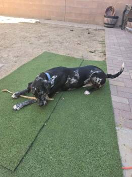 JOEY-JJ (ALBUQUERQUE NEW MEXICO) -  Catahoula Leopard Dog Dog for Adoption in Roundup, Montana - JOEY-JJ (ALBUQUERQUE NEW MEXICO) | PetCurious
