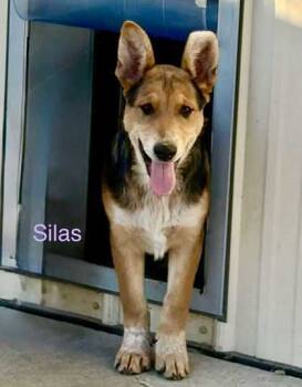 Rescue German Shepherd Dog and Mixed Breed Dogs for Adoption in De Soto, Iowa - Silas | PetCurious