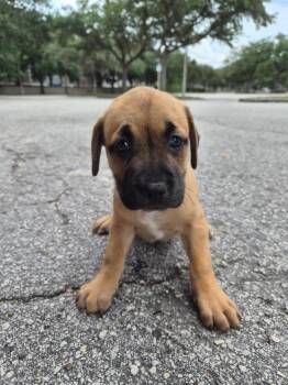 Black Mouth Cur and Mastiff Dogs Available for Adoption in Orlando, Florida - Rari | PetCurious