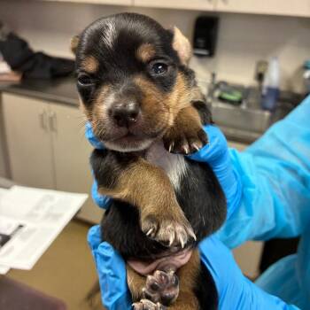 Terrier Dogs Available for Adoption - Thor | PetCurious