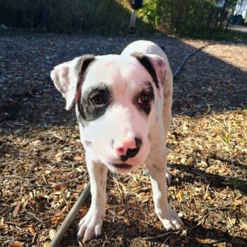 Rescue Catahoula Leopard Dog and Terrier Dogs for Adoption in Chatham, New Jersey - Spanky | PetCurious