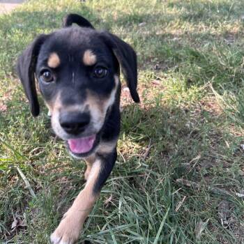 Izzy -  Beagle Dog for Adoption in Yorktown, Indiana - Izzy | PetCurious
