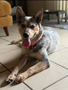 Rescue Australian Cattle Dog Blue Heeler Dogs for Adoption in El Cajon, California - Sully | PetCurious