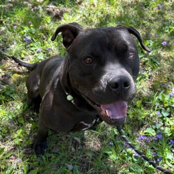 Terrier Dogs Available for Adoption in Syracuse, New York - Reid | PetCurious