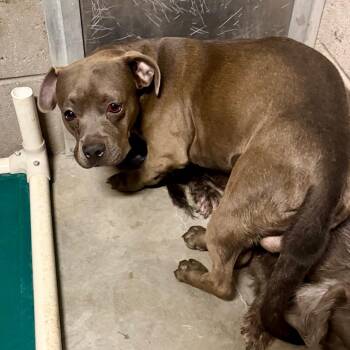 Bugs -  Terrier and Mixed Breed Dog for Adoption in Yuma, Arizona - Bugs | PetCurious