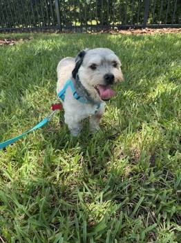 Colin -  Shih Tzu and Poodle Dog for Adoption in Alafaya, Florida - Colin | PetCurious