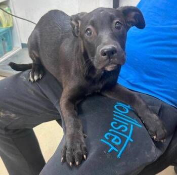 Neverland -  Labrador Retriever Dog for Adoption in Sullivan, Indiana - Neverland | PetCurious
