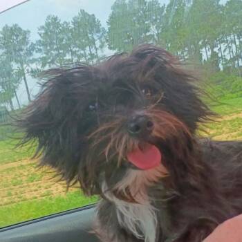 Fiona (20260617-03) -  Shih Tzu and Terrier Dog for Adoption in Niagara Falls, Ontario - Fiona (20260617-03) | PetCurious