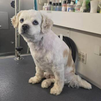 Cavalier King Charles Spaniel Dogs Available for Adoption in Virginia Beach, Virginia - Marlow | PetCurious