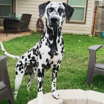 Ollie -  Dalmatian Dog for Adoption in South Houston, Texas - Ollie | PetCurious