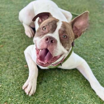 Rescue Boxer and Mixed Breed Dogs for Adoption in Las Vegas, Nevada - Rory | PetCurious