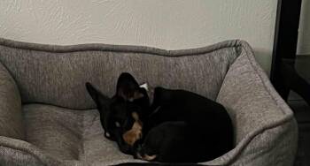 Winnie -  Chiweenie Dog for Adoption in Garland, Texas - Winnie | PetCurious