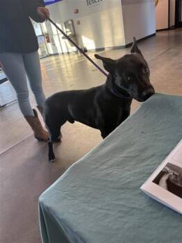 Rescue Mixed Breed Dogs for Adoption in West Chester, Pennsylvania - Smoke | PetCurious