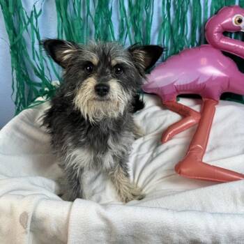 Tyler -  Terrier Dog for Adoption in Fresno, California - Tyler | PetCurious