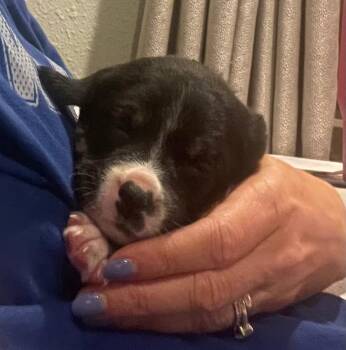 Rescue Hound Dogs for Adoption in Spring Hill, Tennessee - Logan | PetCurious