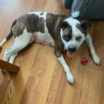 Indi -  Pit Bull Terrier Dog for Adoption in Chatham, Virginia - Indi | PetCurious