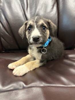 Black Noir -  Terrier and Poodle Dog for Adoption in Carson City, Nevada - Black Noir | PetCurious