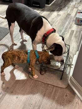 Pepper (6 Baby Pepperonis) -  Hound and Husky Dog for Adoption in Lewis Center, Ohio - Pepper (6 Baby Pepperonis) | PetCurious