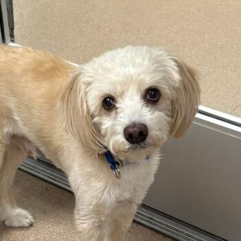 Rescue Cairn Terrier Dogs for Adoption in Los Angeles, California - Elliot A2244931 | PetCurious