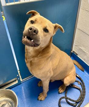 Pablo -  Hound Dog for Adoption in Lancaster, South Carolina - Pablo | PetCurious