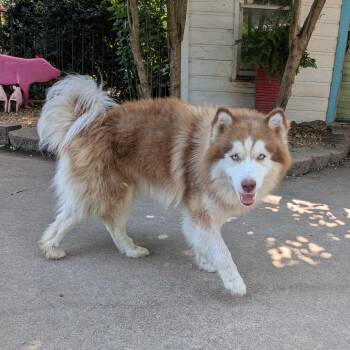 Flanders -  Husky Dog for Adoption in Wake Forest, North Carolina - Flanders | PetCurious