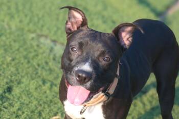 Rescue Mixed Breed Dogs for Adoption in Jackson, Mississippi - Wednesday | PetCurious