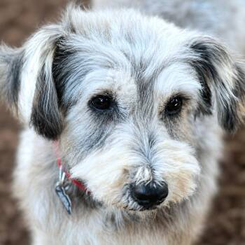 Sailor -  Schnauzer and Poodle Dog for Adoption in Boerne, Texas - Sailor | PetCurious