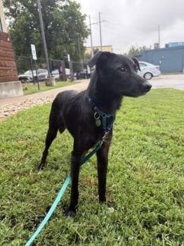 Leeann -  Cardigan Welsh Corgi and Mixed Breed Dog for Adoption in Merriam, Kansas - Leeann | PetCurious