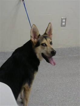 SKYLA -  German Shepherd Dog and Mixed Breed Dog for Adoption in Pasadena, Texas - SKYLA | PetCurious