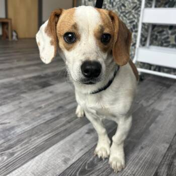 Cash -  Chihuahua and Beagle Dog for Adoption in St. Louis, Missouri - Cash | PetCurious