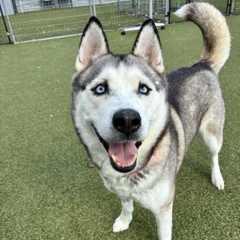 Husky Dogs Available for Adoption in Columbus, Ohio - Treasure | PetCurious