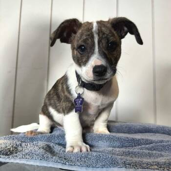 Rescue Mixed Breed Dogs for Adoption in San Francisco, California - Lou | PetCurious